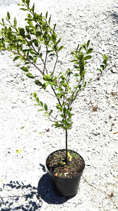 Tūrepo, Large Leaf Milk Tree, Streblus banksii