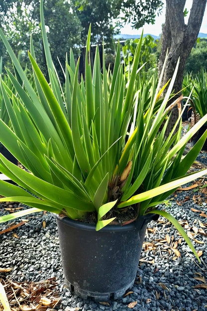 Poor Knights Lily, Xeronema callistemon