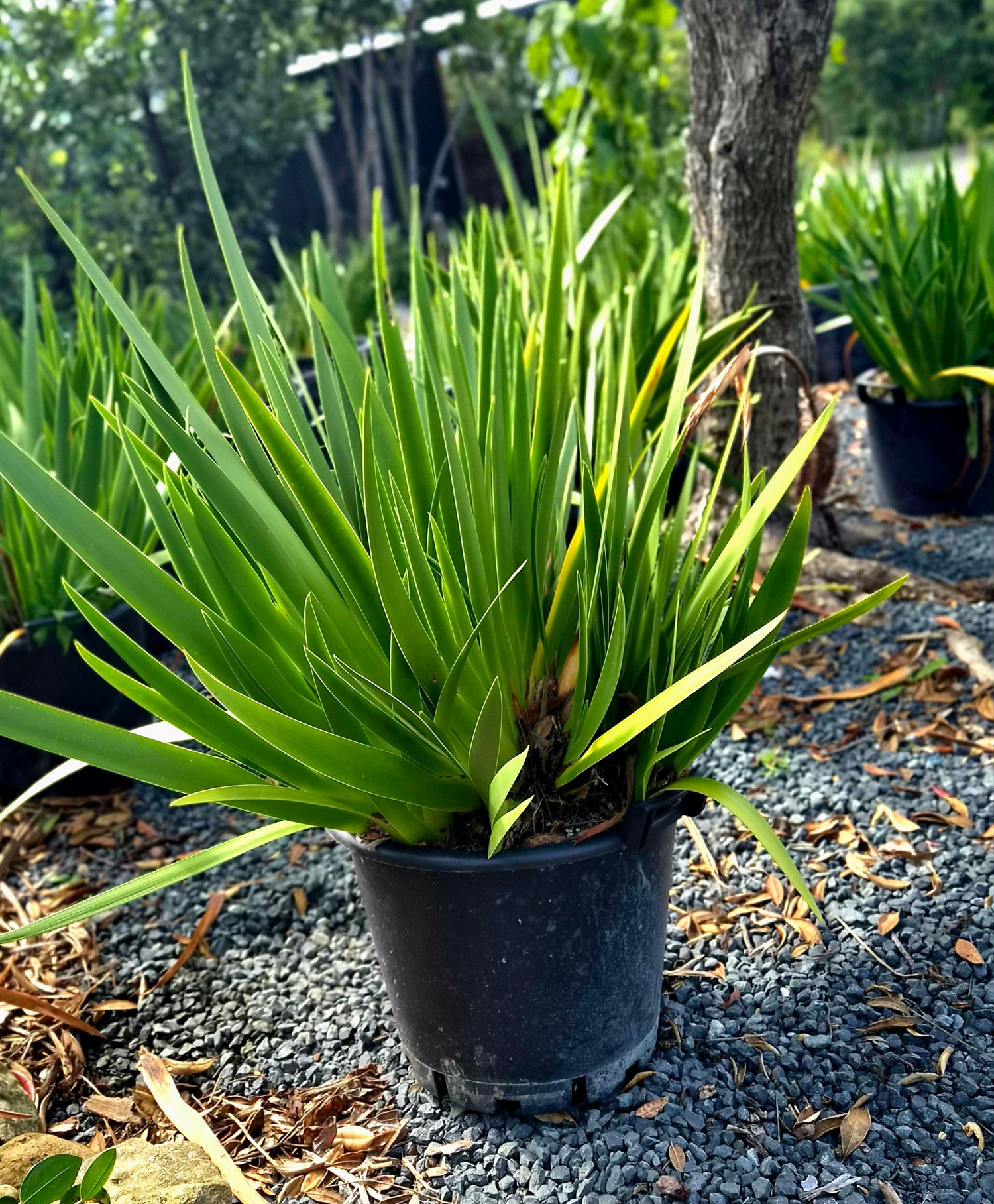 Poor Knights Lily, Xeronema callistemon