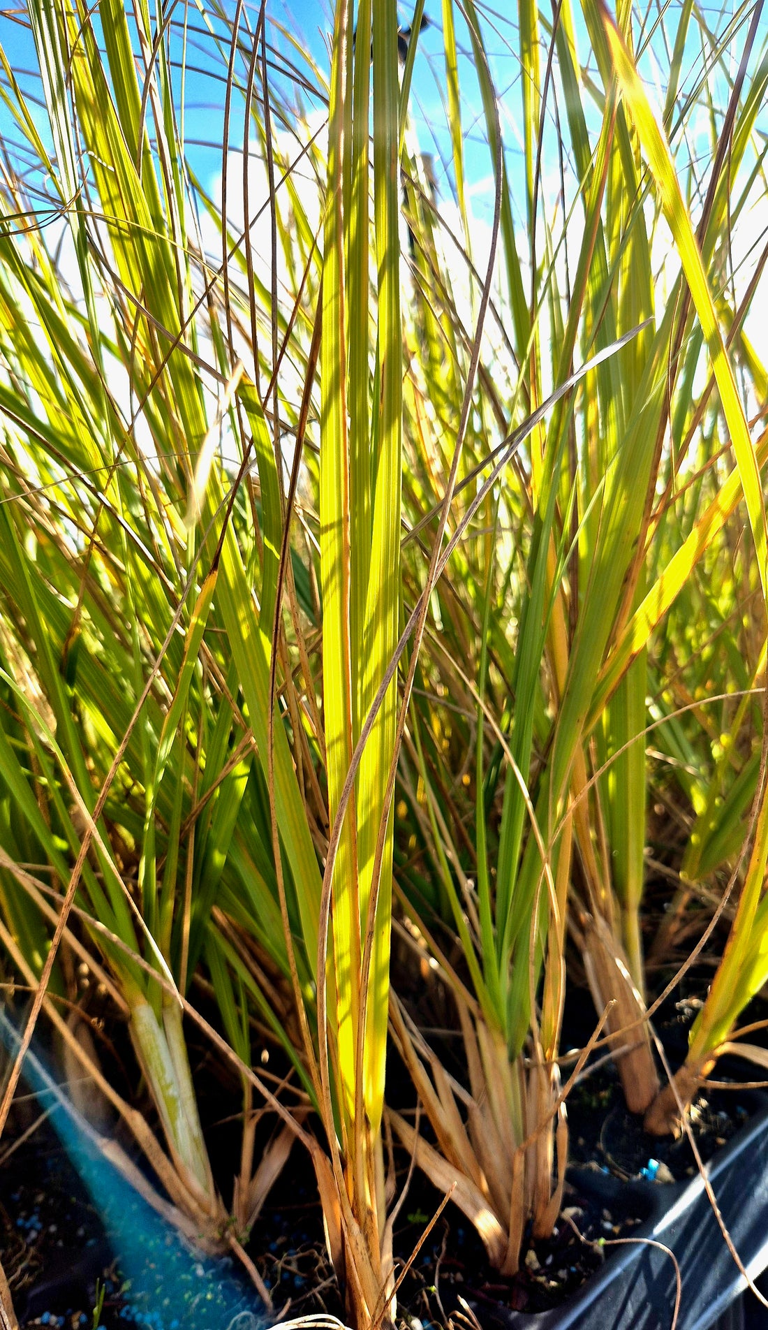 Toe toe, Austroderia fulvida