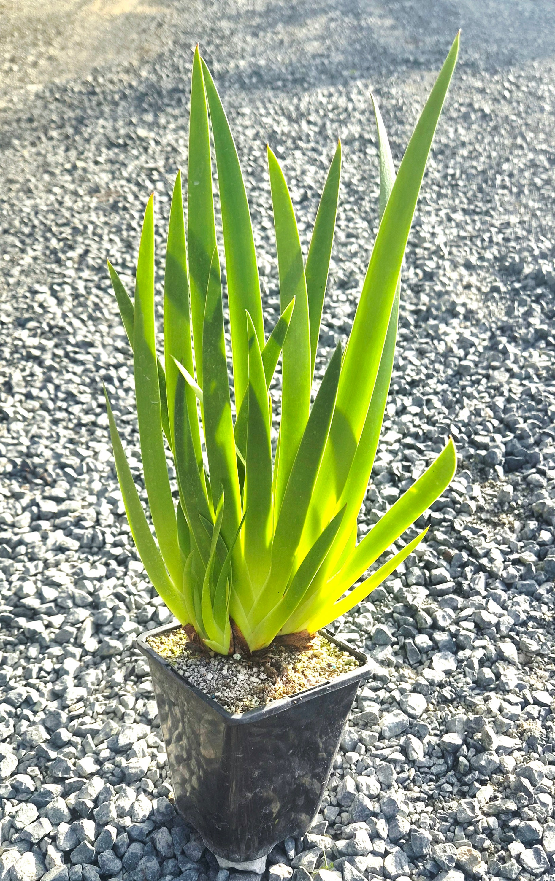 Poor Knights Lily, Xeronema callistemon