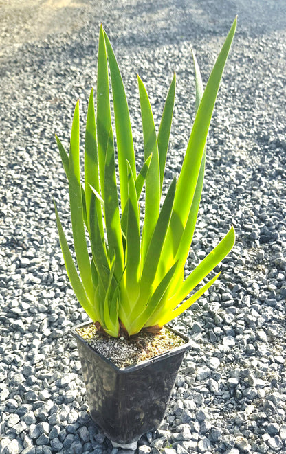 Poor Knights Lily, Xeronema callistemon