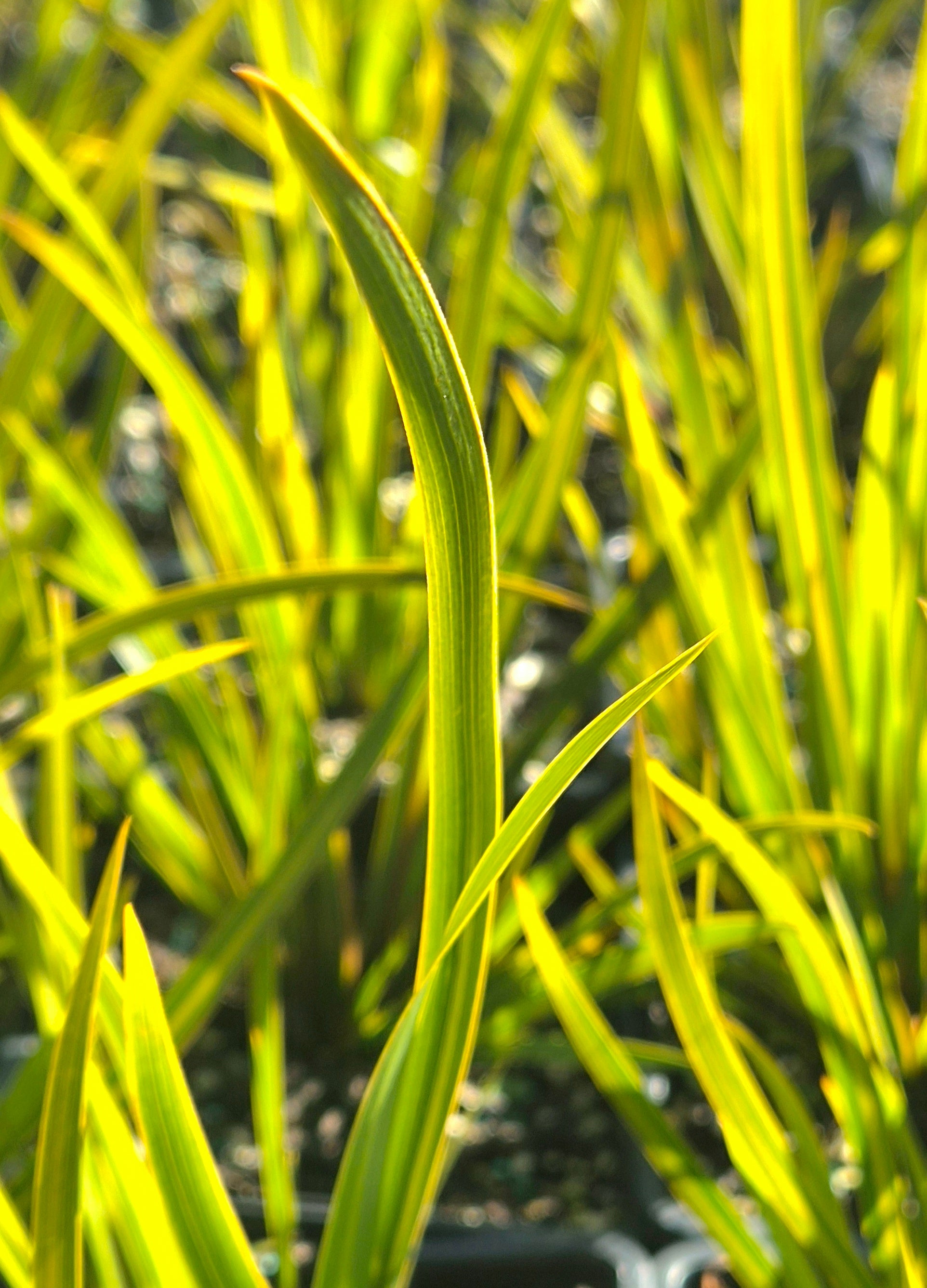 Libertia grandiflora – New Zealand Iris