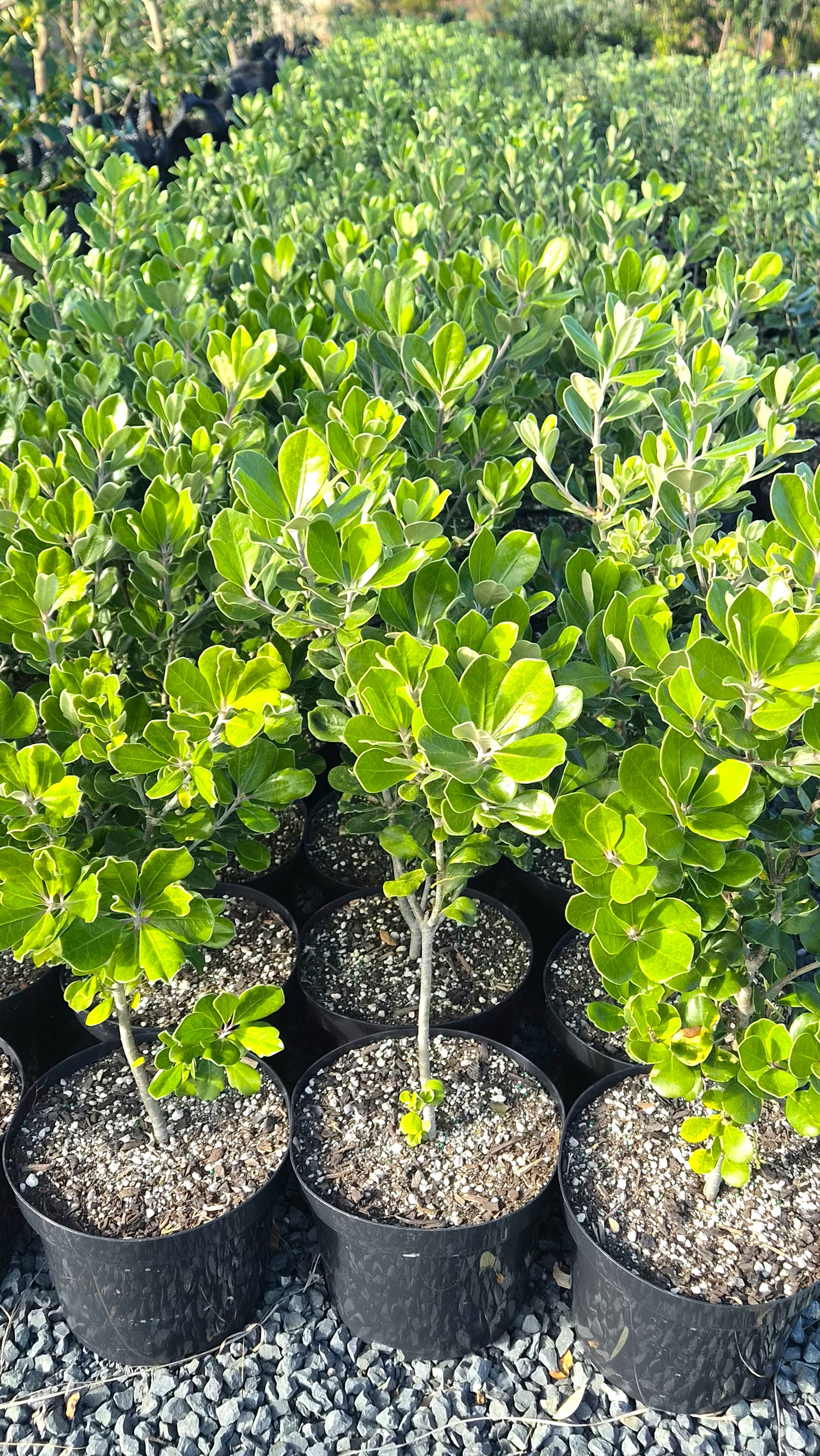 Karo, Pittosporum crassifolium