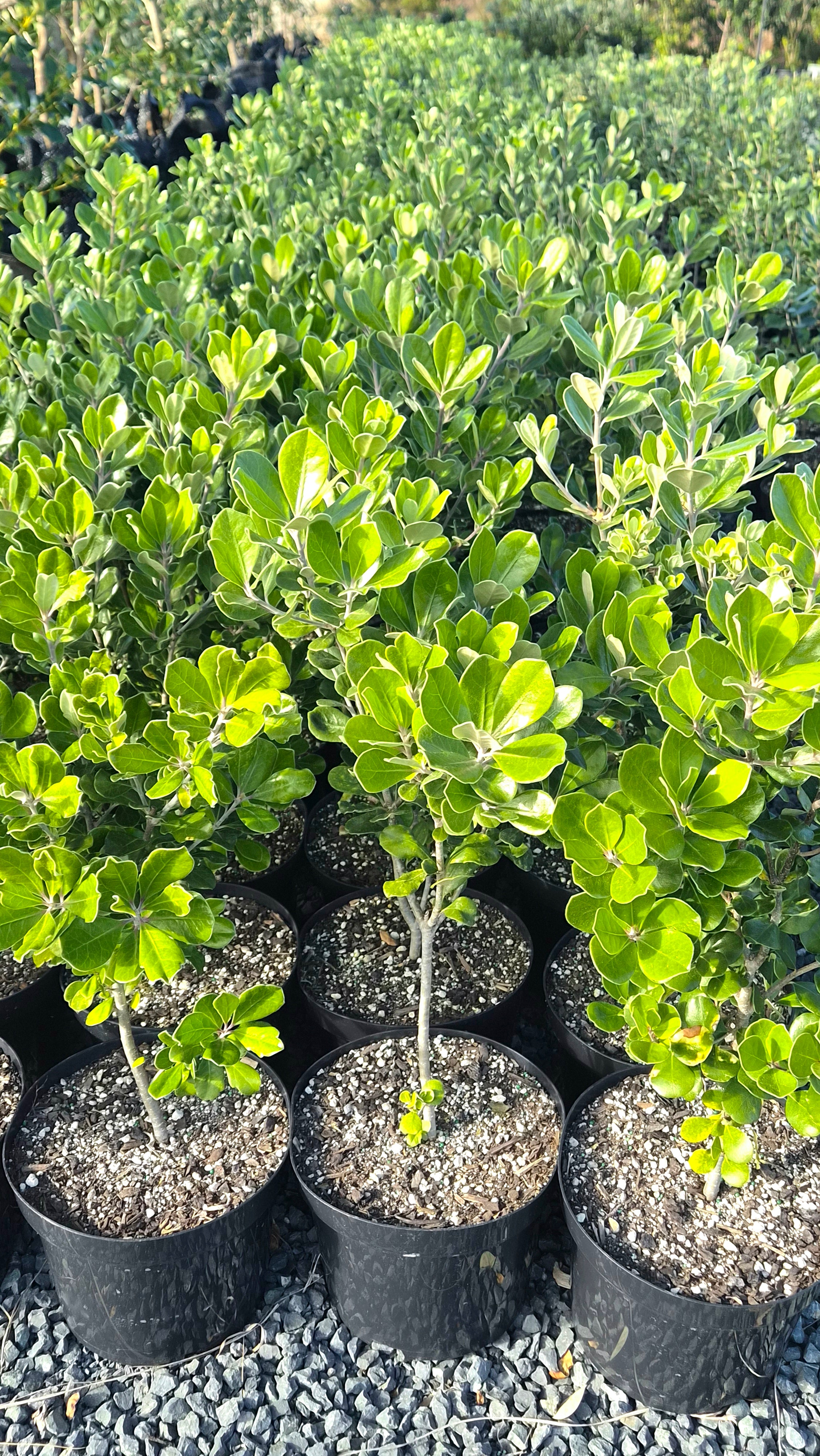 Karo, Pittosporum crassifolium