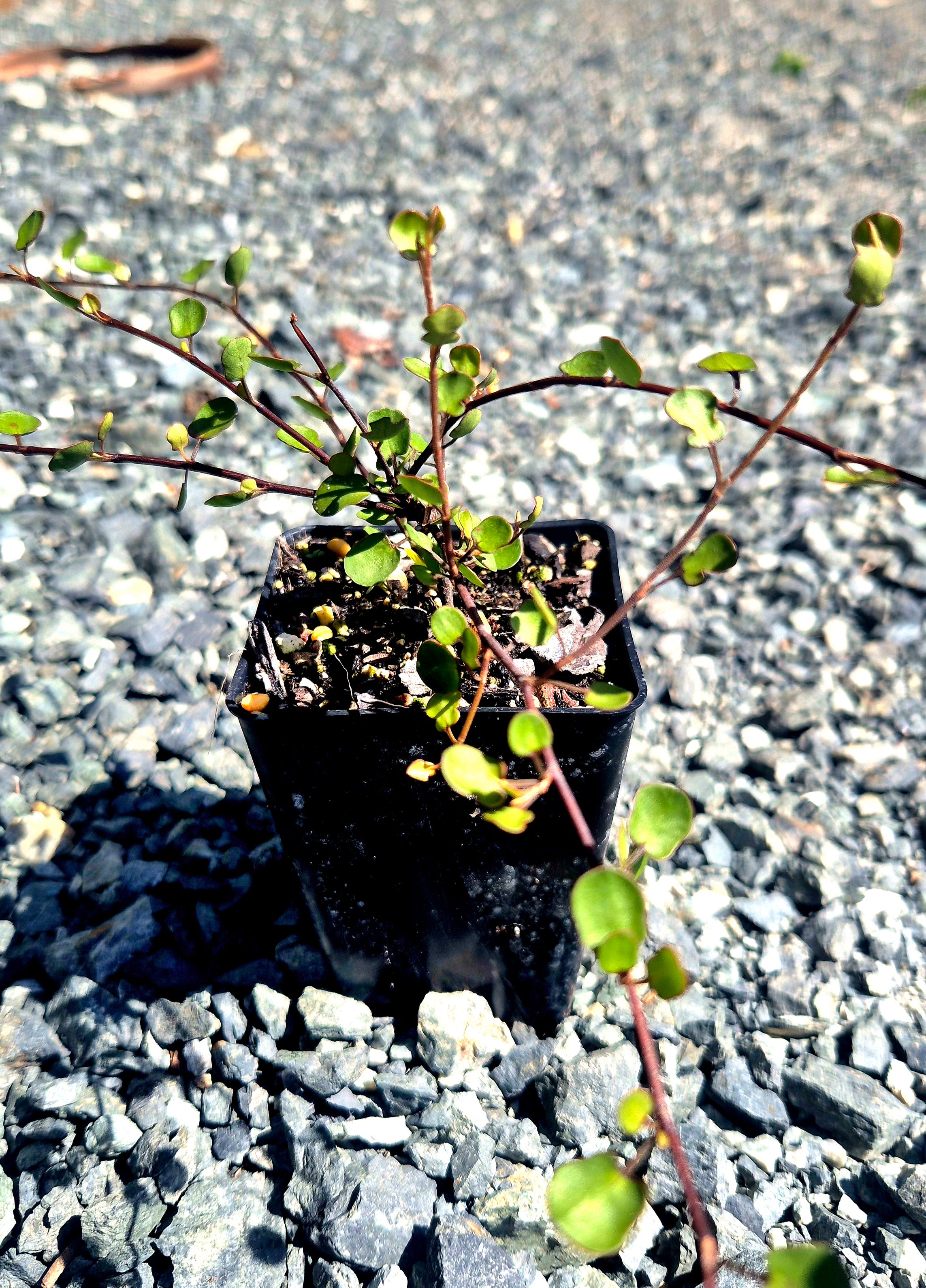 Small Leaved Pohuehue, Muehlenbeckia complexa