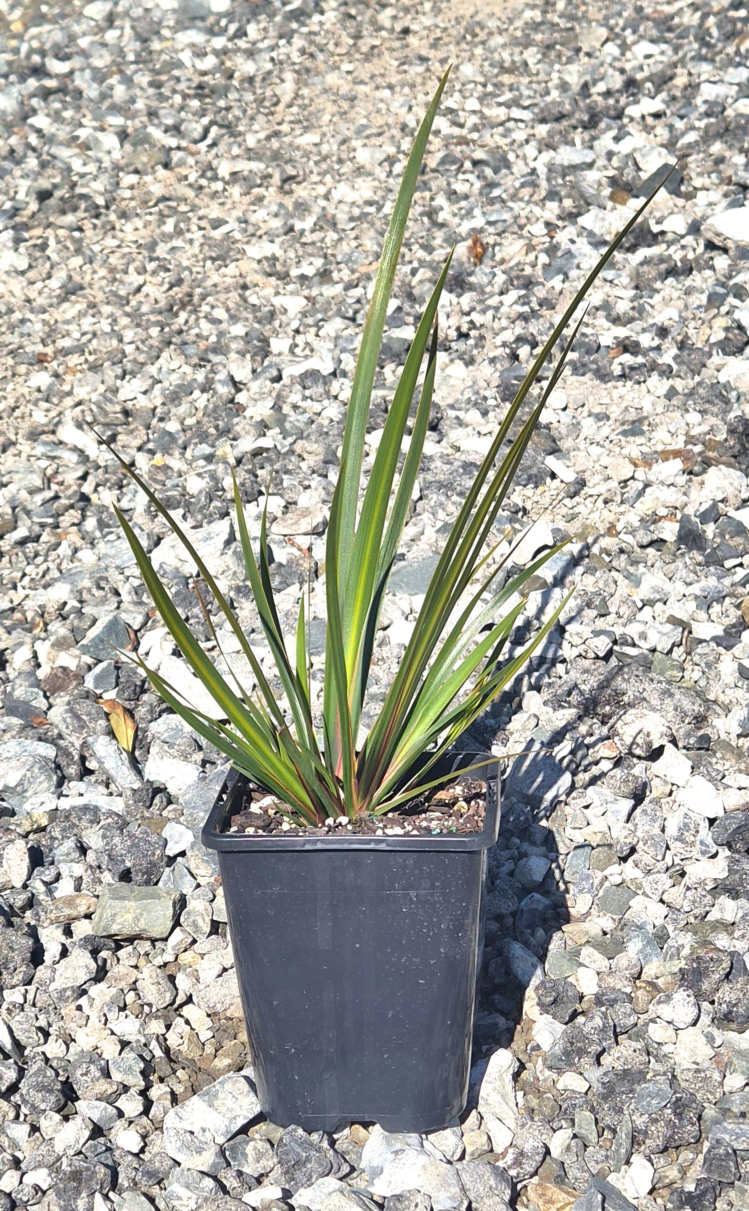 Libertia grandiflora – New Zealand Iris