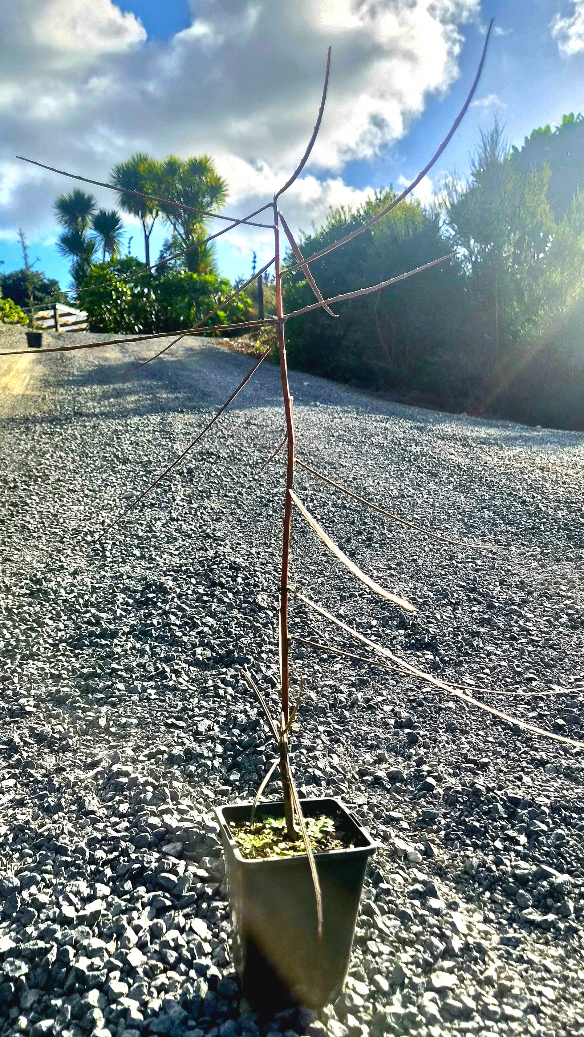 Horoeka, Lancewood, Pseudopanax crassifolius
