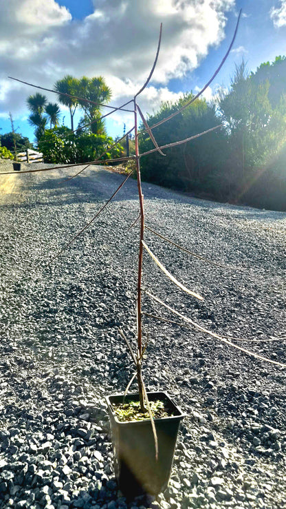 Horoeka, Lancewood, Pseudopanax crassifolius