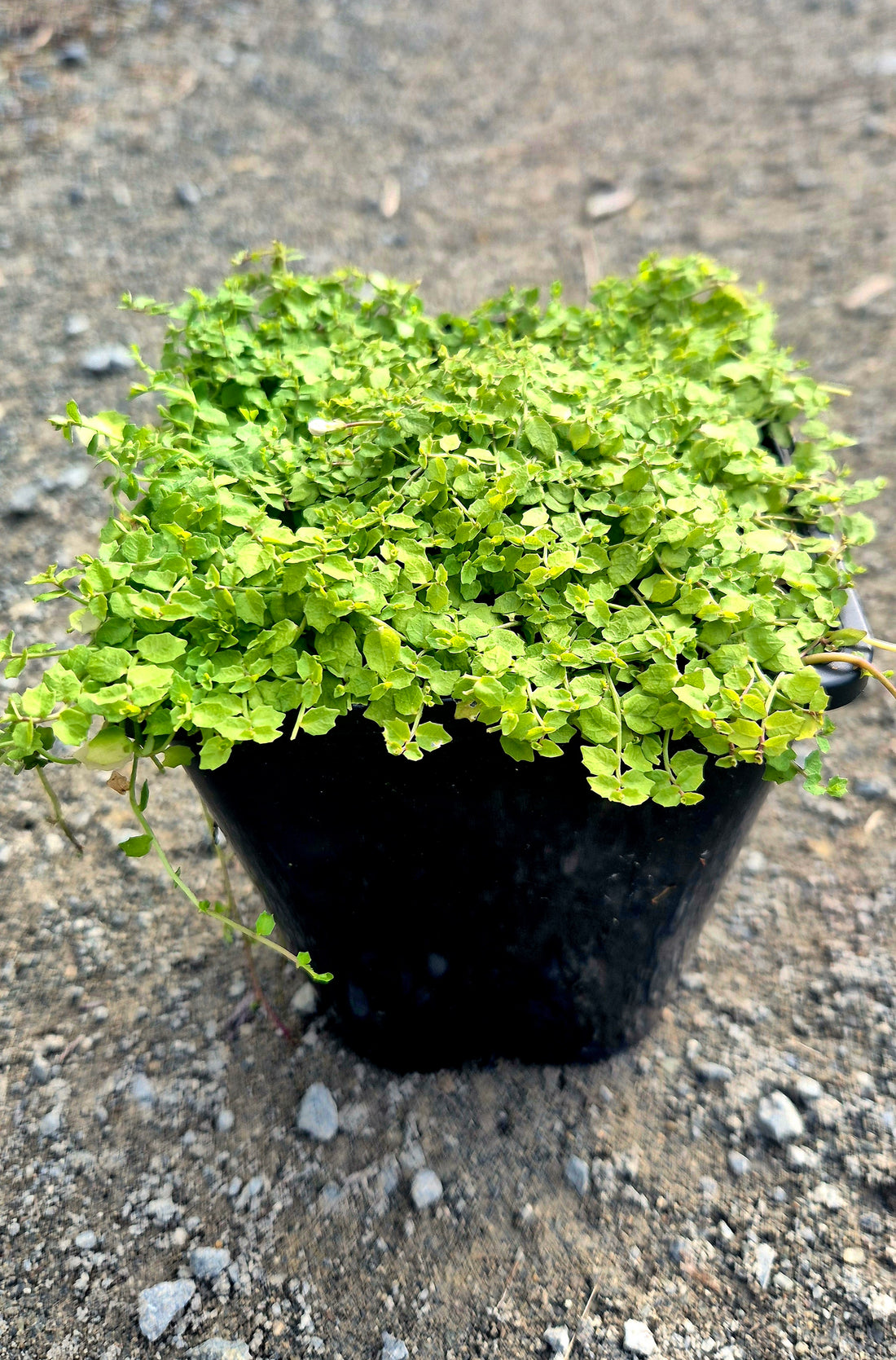 Lobelia puberula alba