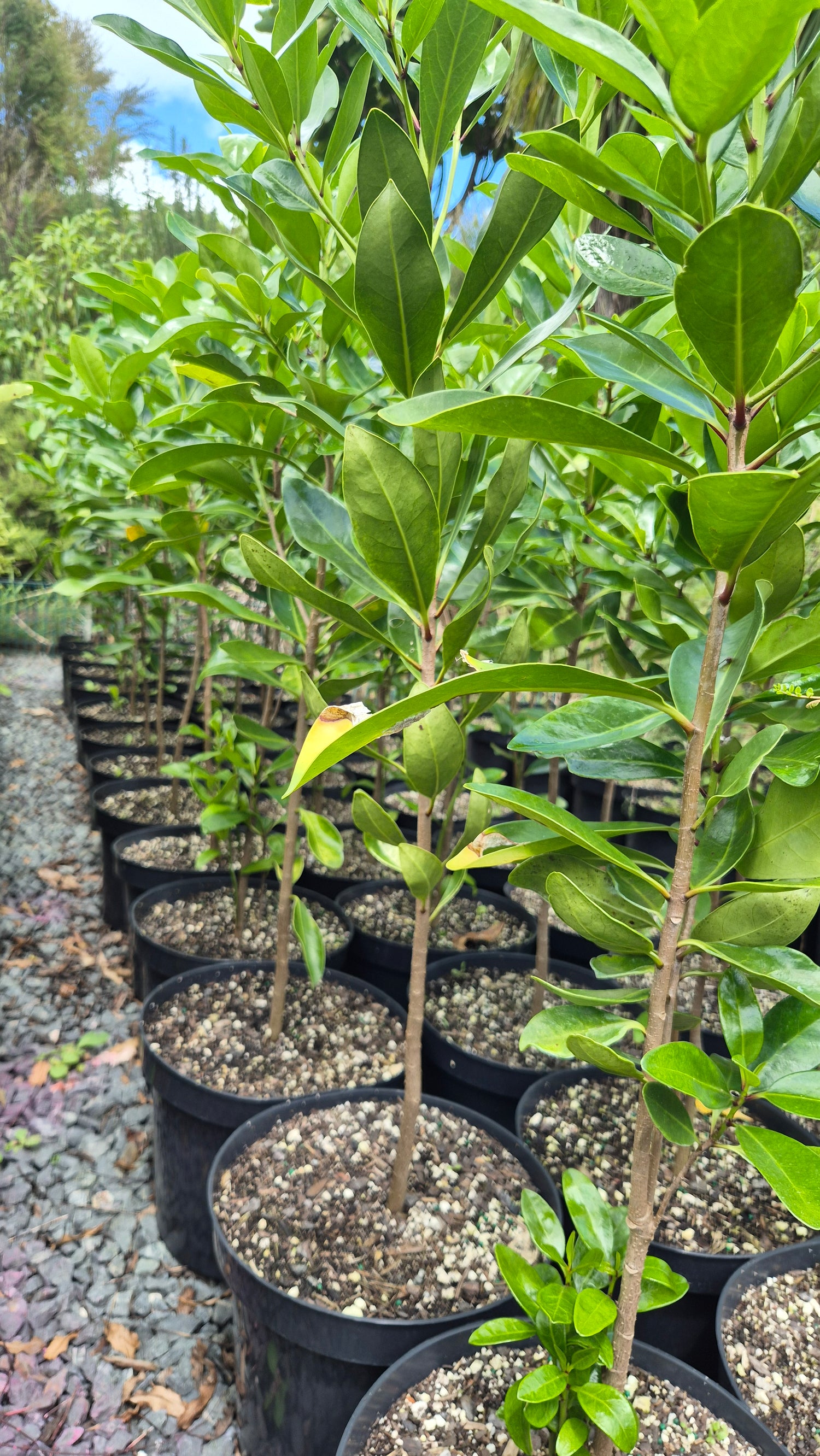 Karaka, Corynocarpus laevigatus