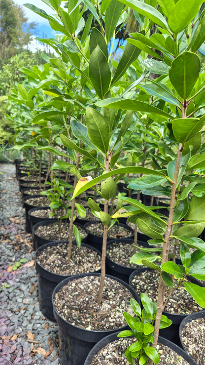 Karaka, Corynocarpus laevigatus