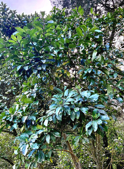 Kaikōmako, Pennantia corymbosa