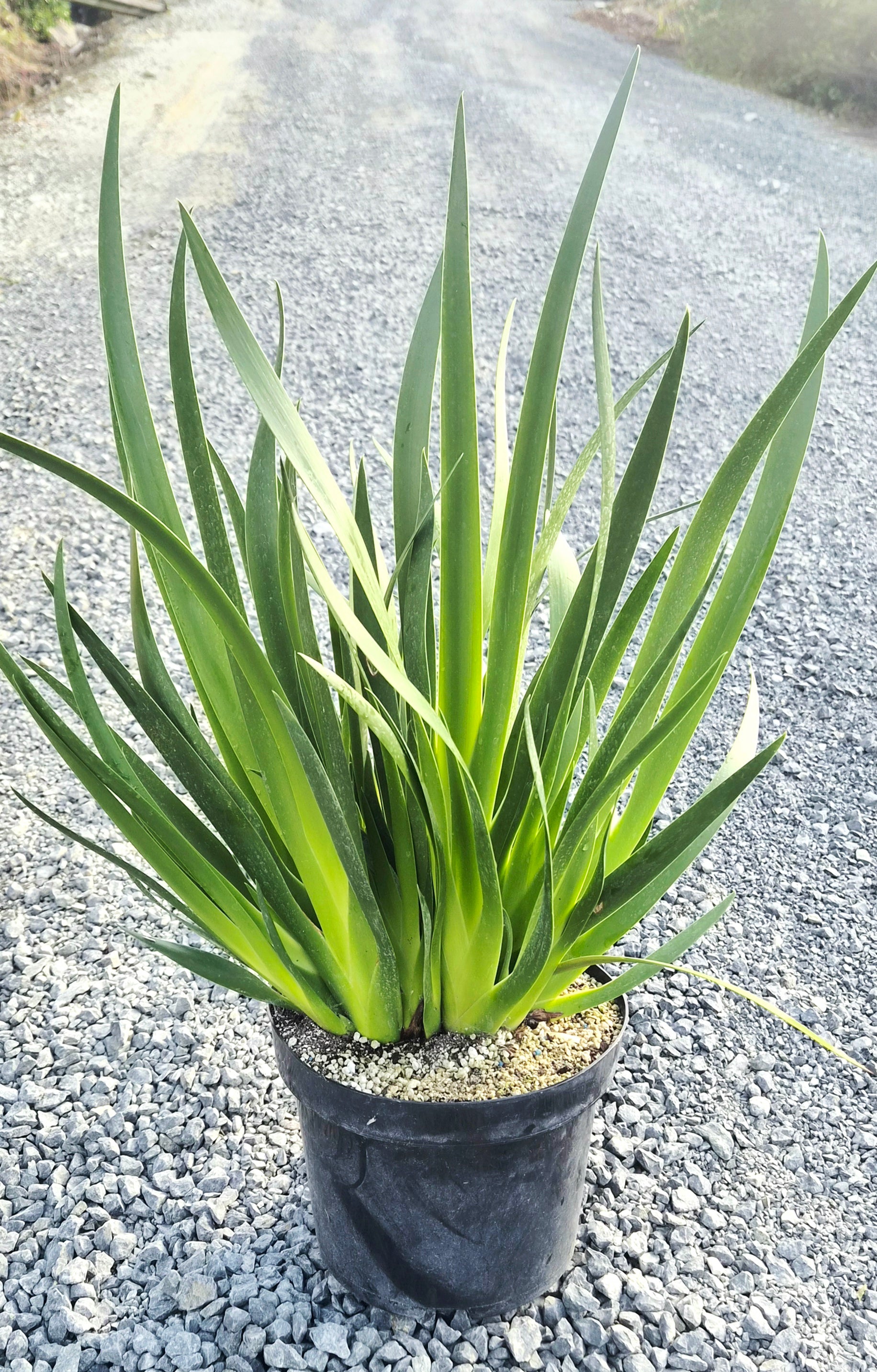 Poor Knights Lily, Xeronema callistemon
