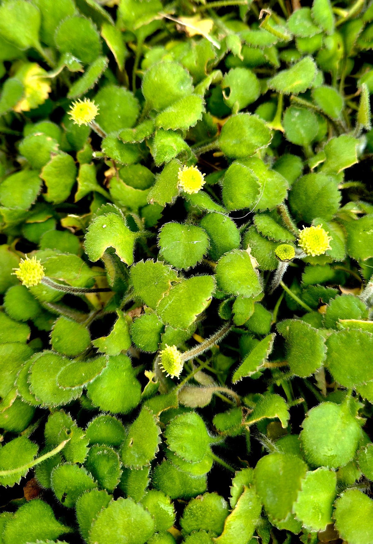 Leptinella rotundata