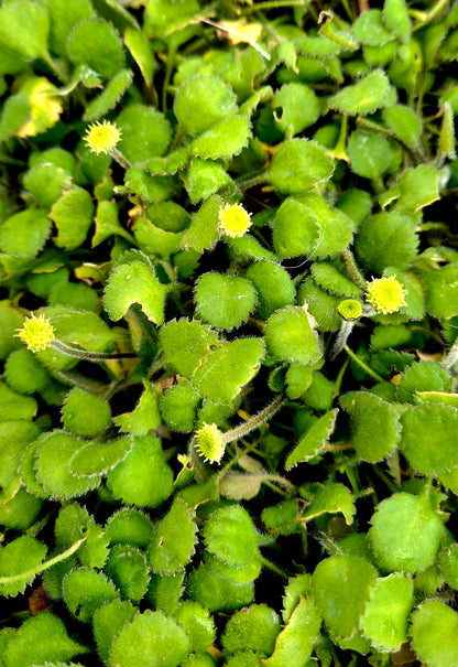 Leptinella rotundata