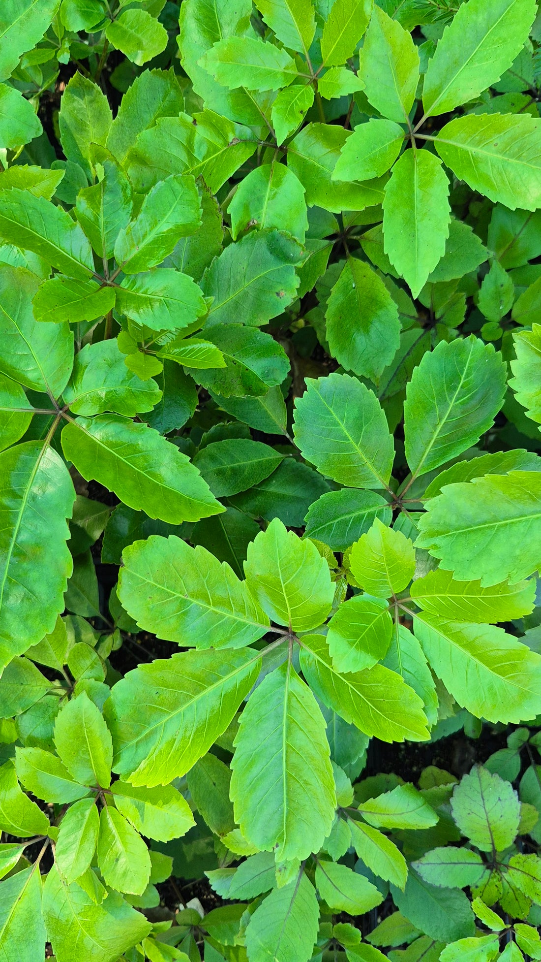 Whauwhaupaku, Five Finger, Pseudopanax arboreus
