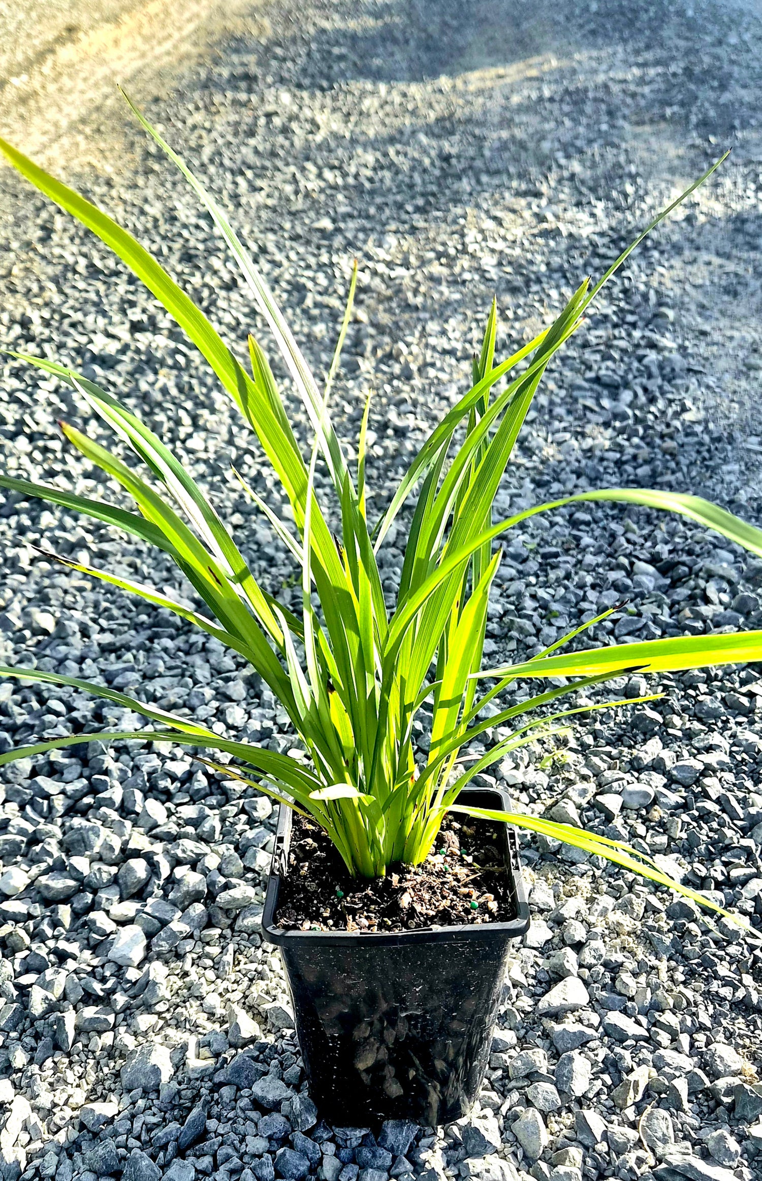 Turutu, NZ Blueberry, Dianella nigra