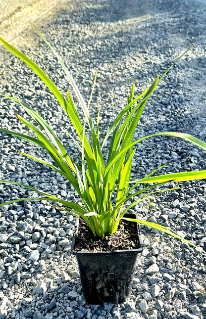 Turutu, NZ Blueberry, Dianella nigra
