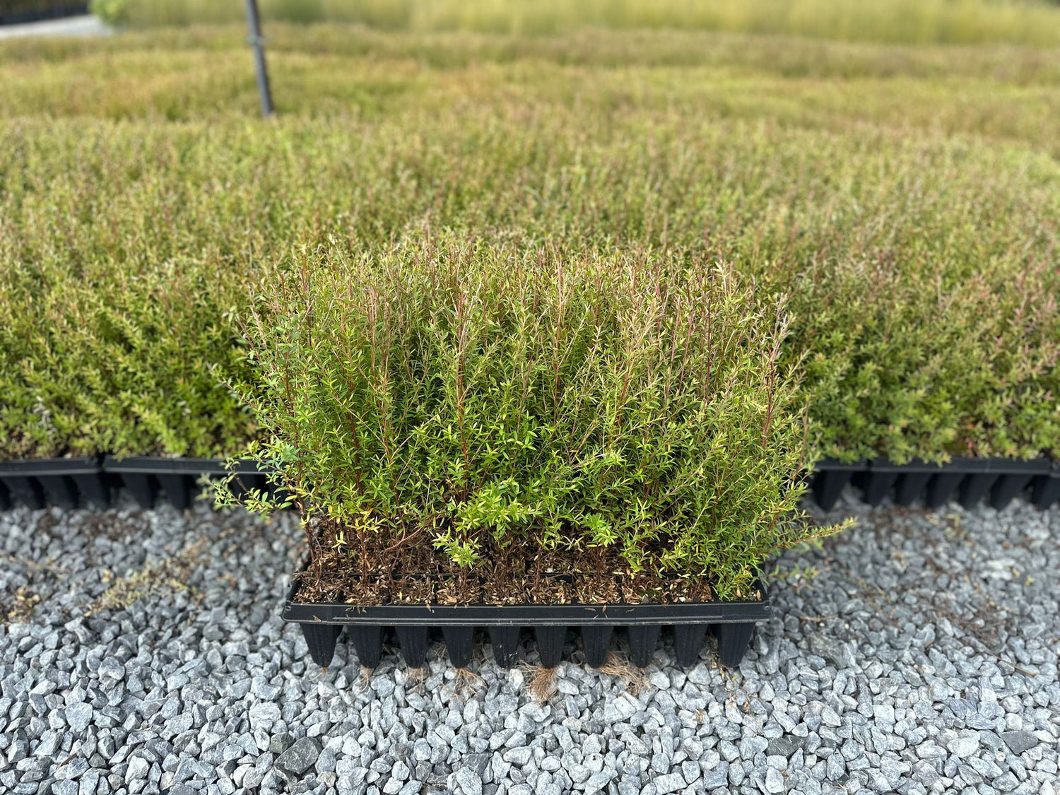 Mānuka, Leptospermum scoparium
