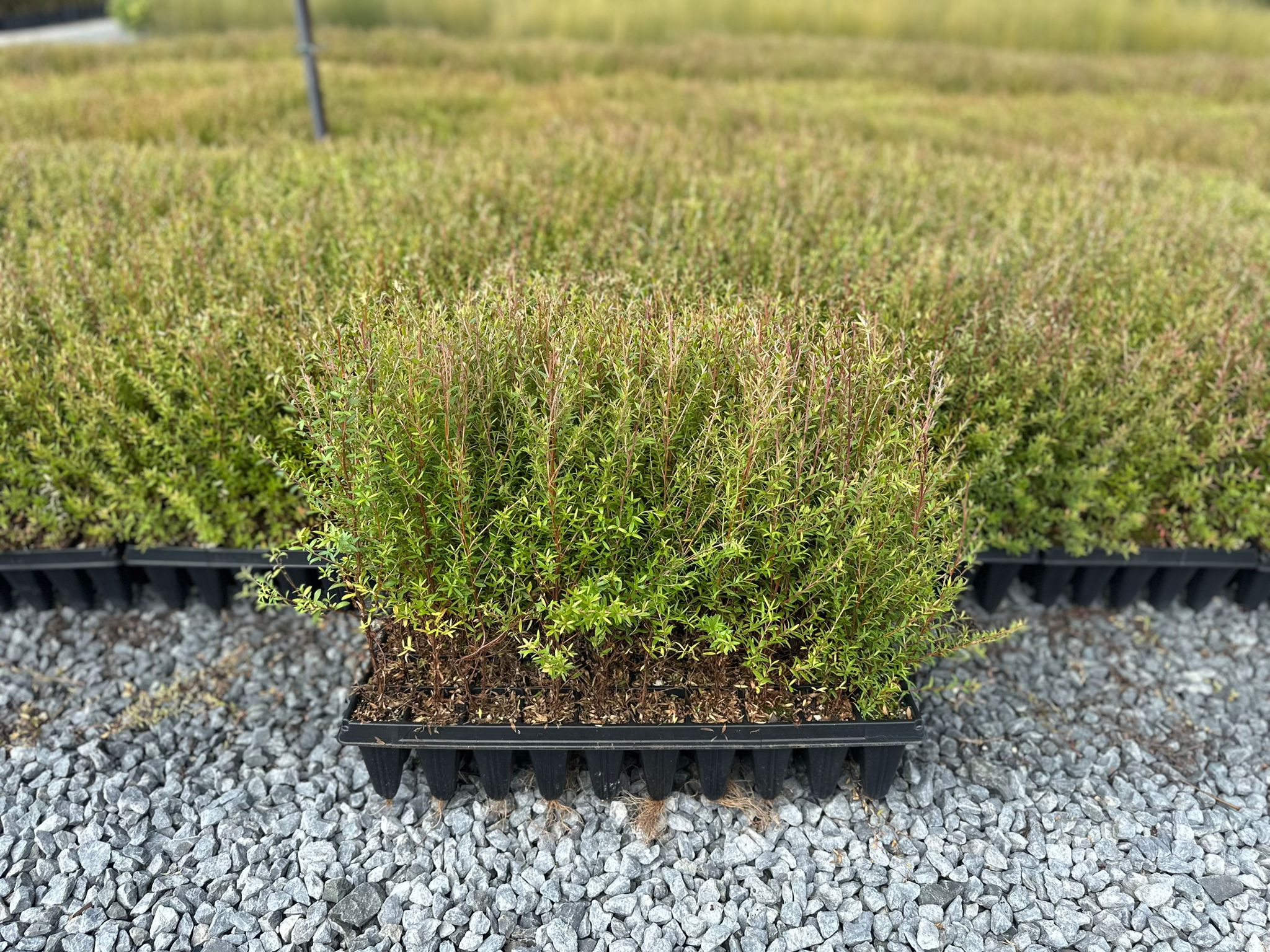 Mānuka, Leptospermum scoparium