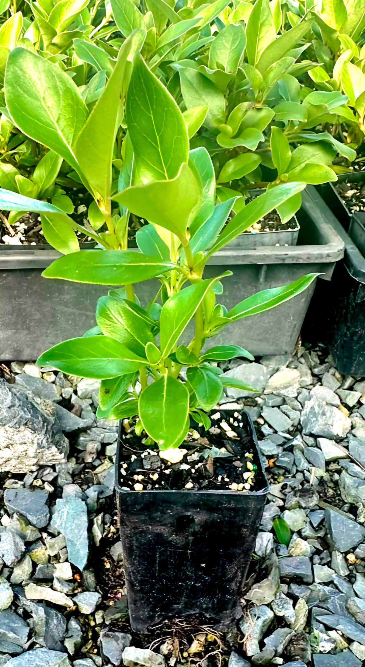Karamū, Coprosma robusta