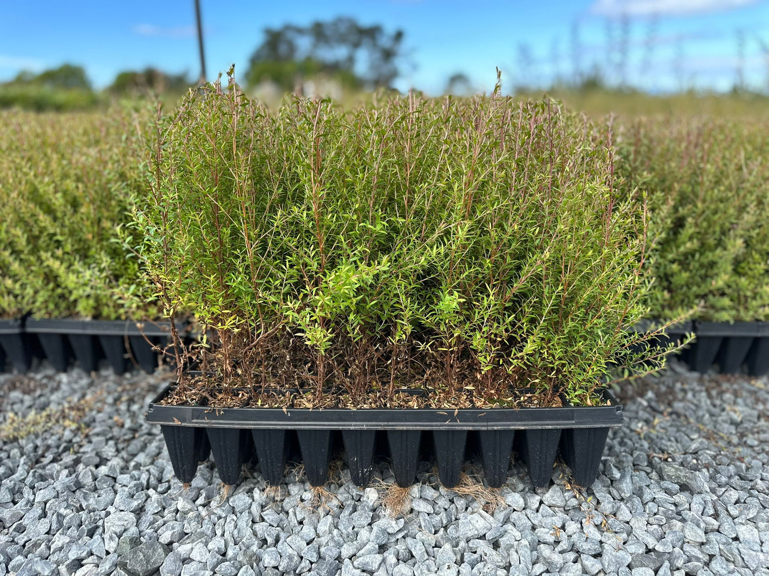 Mānuka, Leptospermum scoparium
