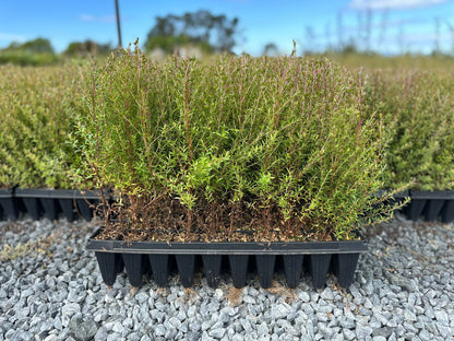 Mānuka, Leptospermum scoparium