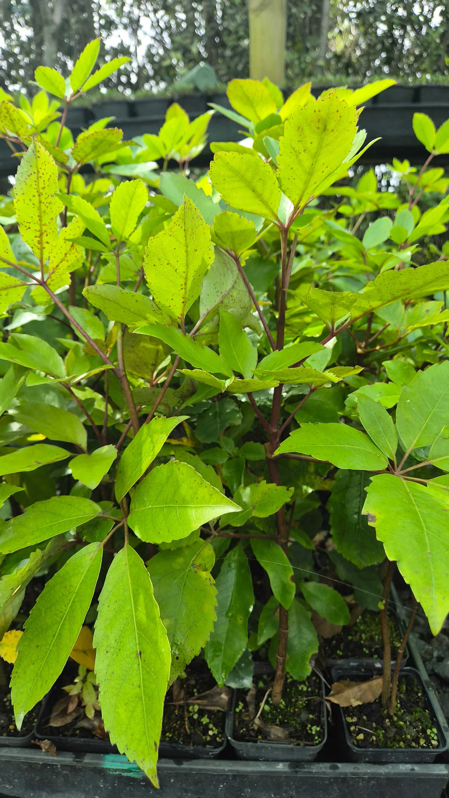 Whauwhaupaku, Five Finger, Pseudopanax arboreus