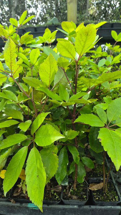 Whauwhaupaku, Five Finger, Pseudopanax arboreus