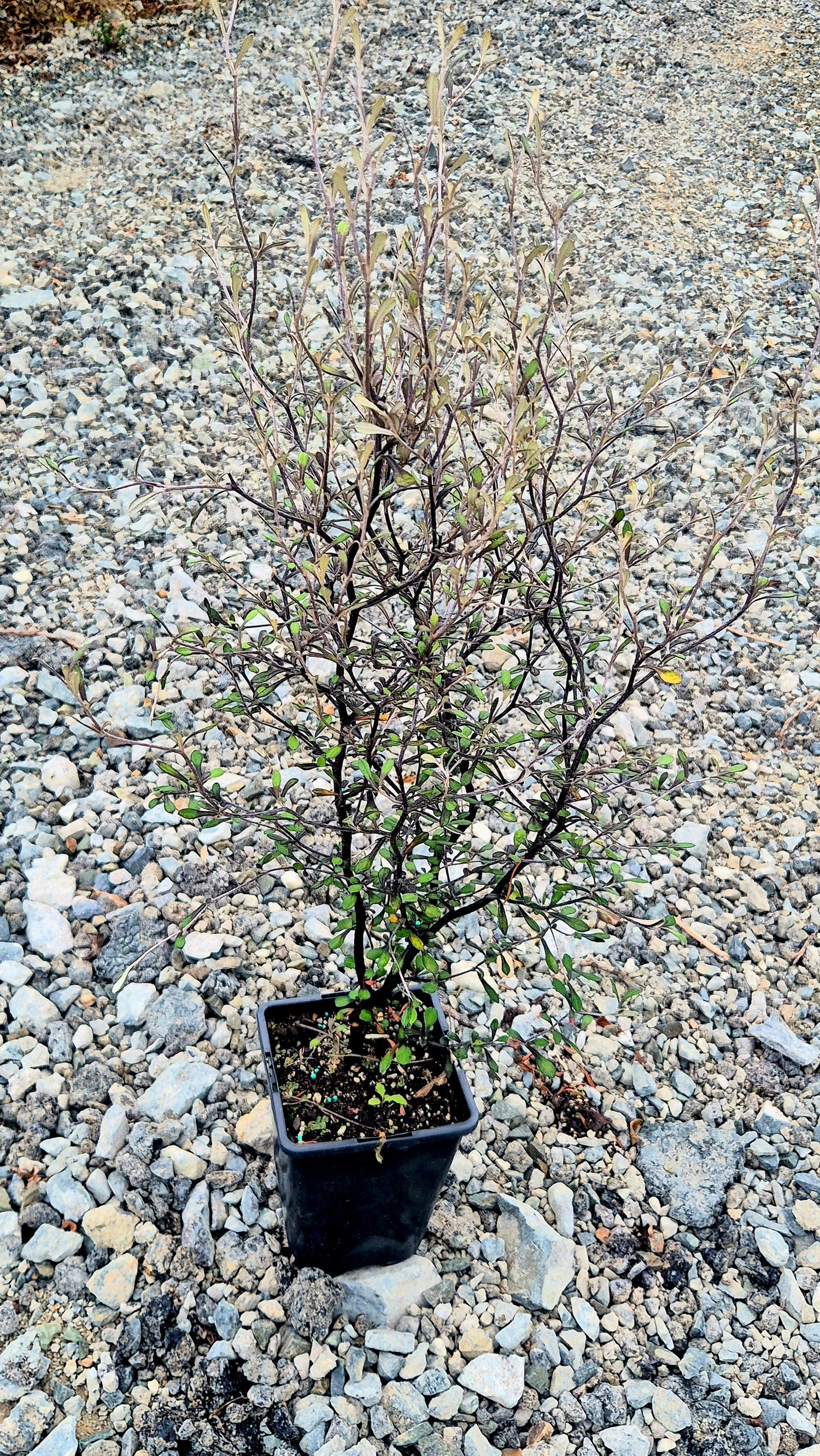 Corokia Hedging