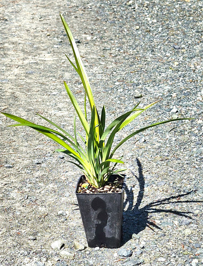 Turutu, NZ Blueberry, Dianella nigra