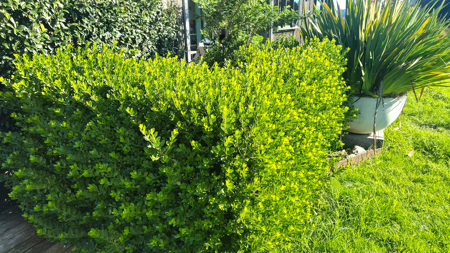 Melicytus obovatus