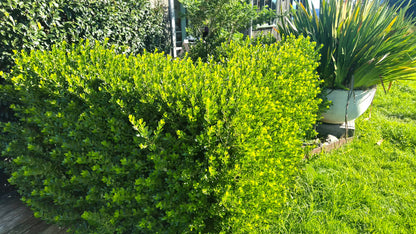 Melicytus obovatus