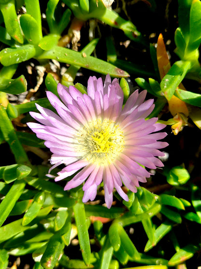 Native Ice Plant, Disphyma australe
