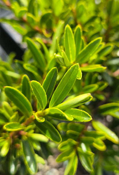 Hebe diosmifolia