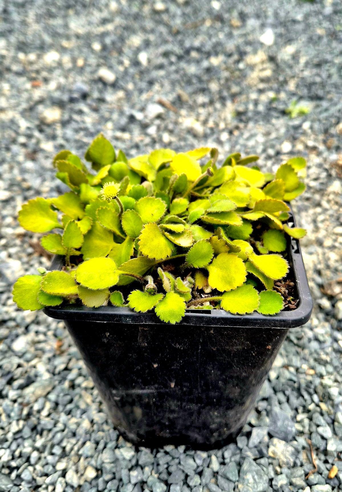 Leptinella rotundata