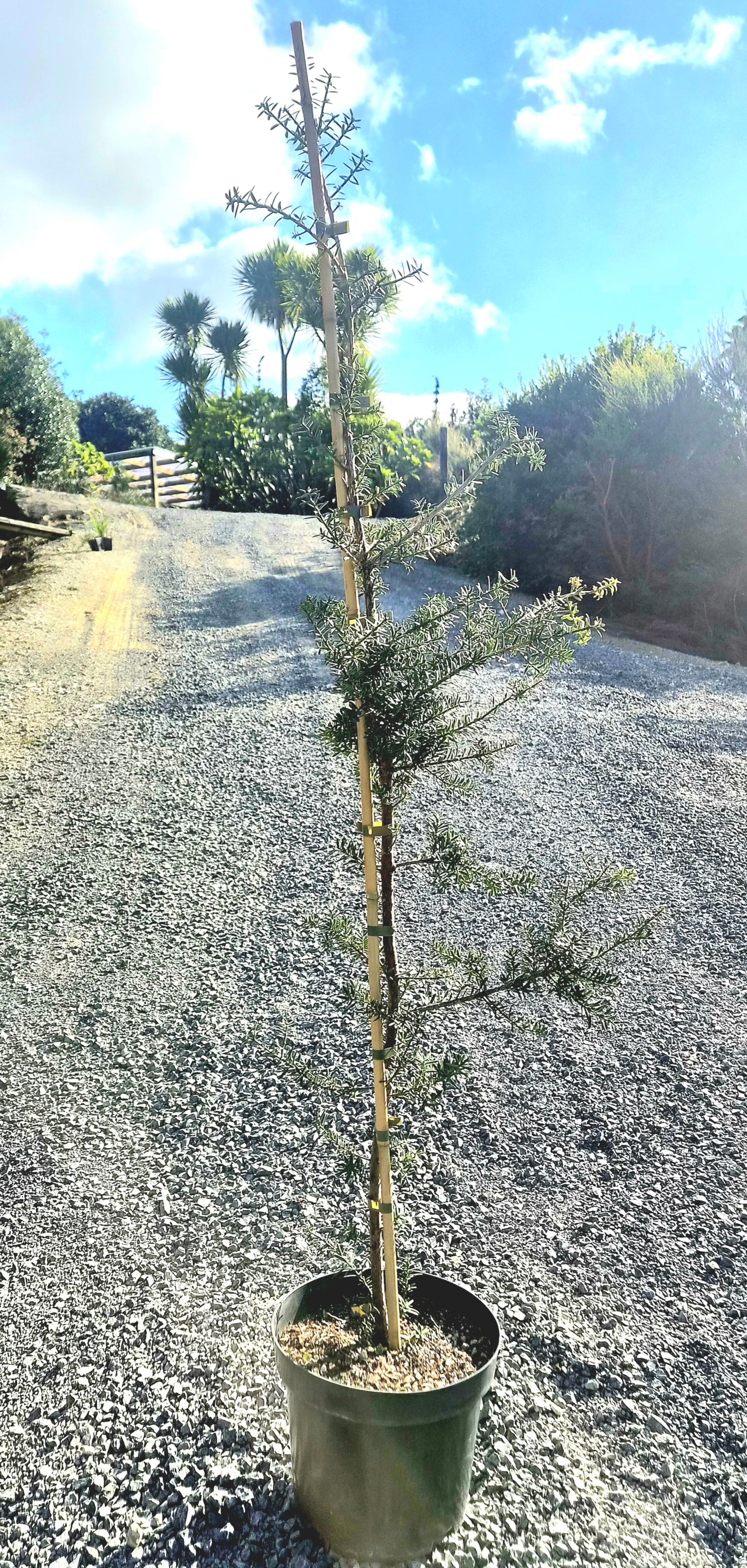 Podocarpus totara &
