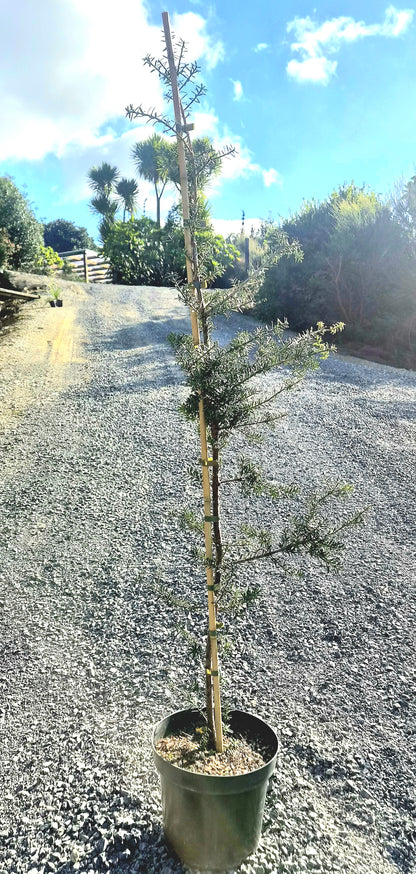 Podocarpus totara &