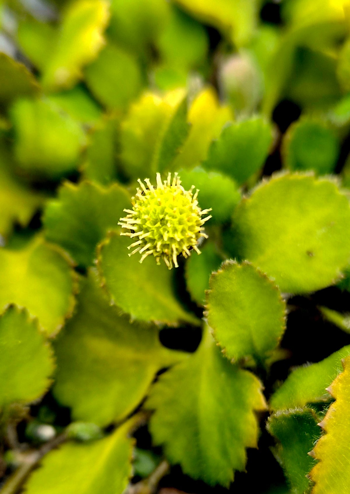 Leptinella rotundata
