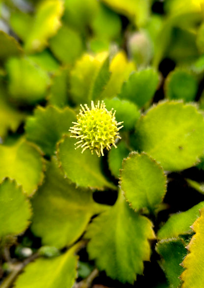 Leptinella rotundata