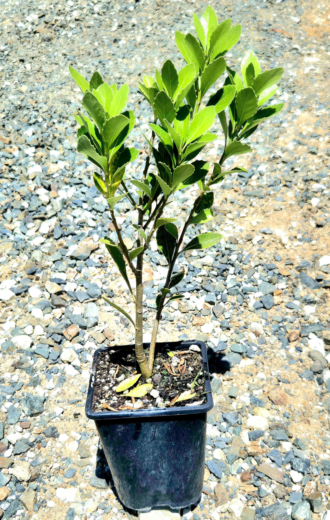 Coastal Mahoe, Melicytus novae-zelandiae