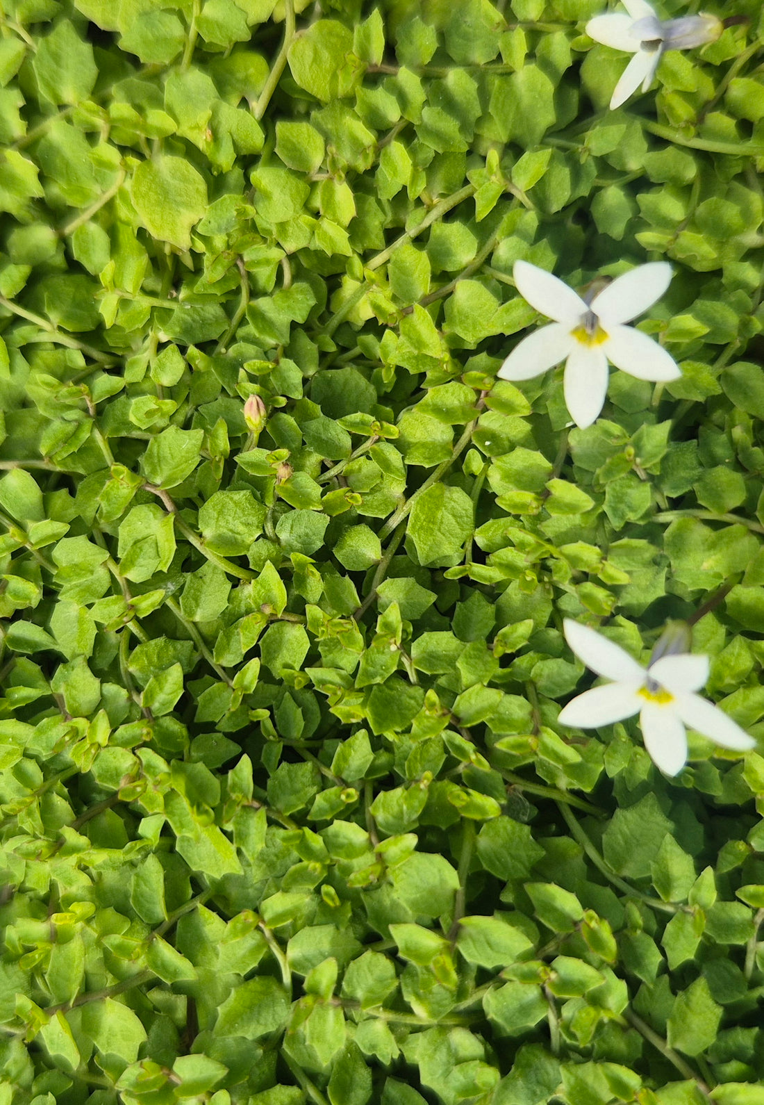 Lobelia puberula alba