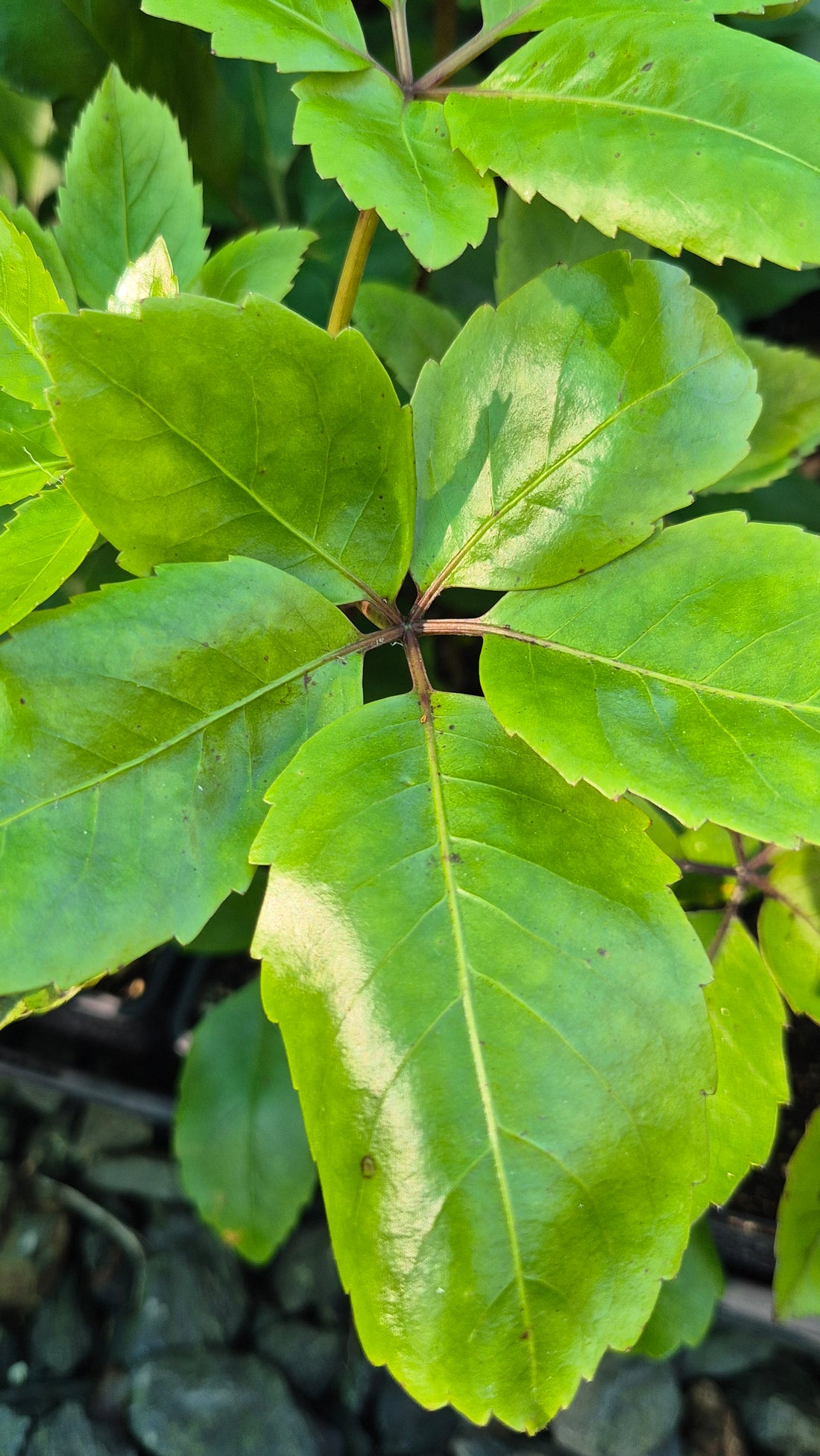 Whauwhaupaku, Five Finger, Pseudopanax arboreus