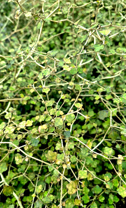 Kaikōmako, Pennantia corymbosa