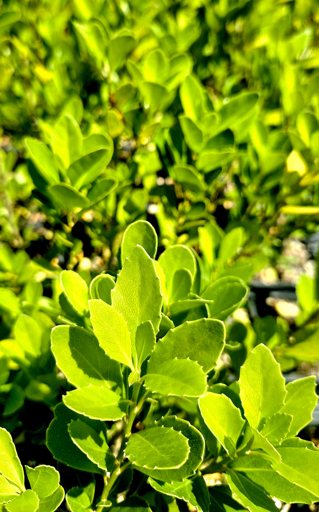 Coastal Mahoe, Melicytus novae-zelandiae