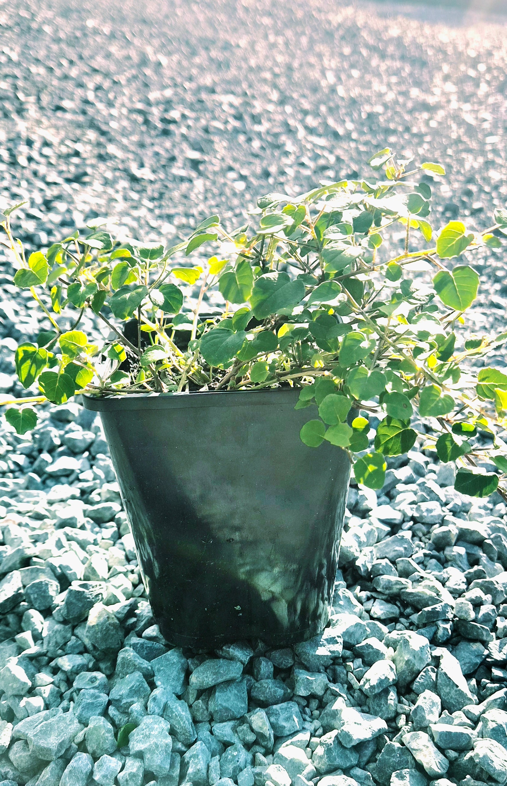 Creeping Fuchsia, Fuchsia procumbens