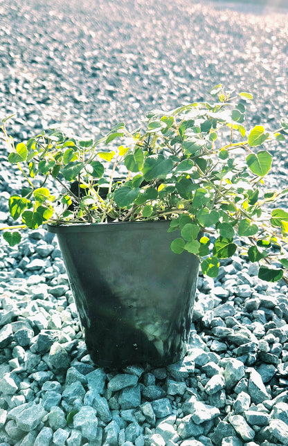 Creeping Fuchsia, Fuchsia procumbens