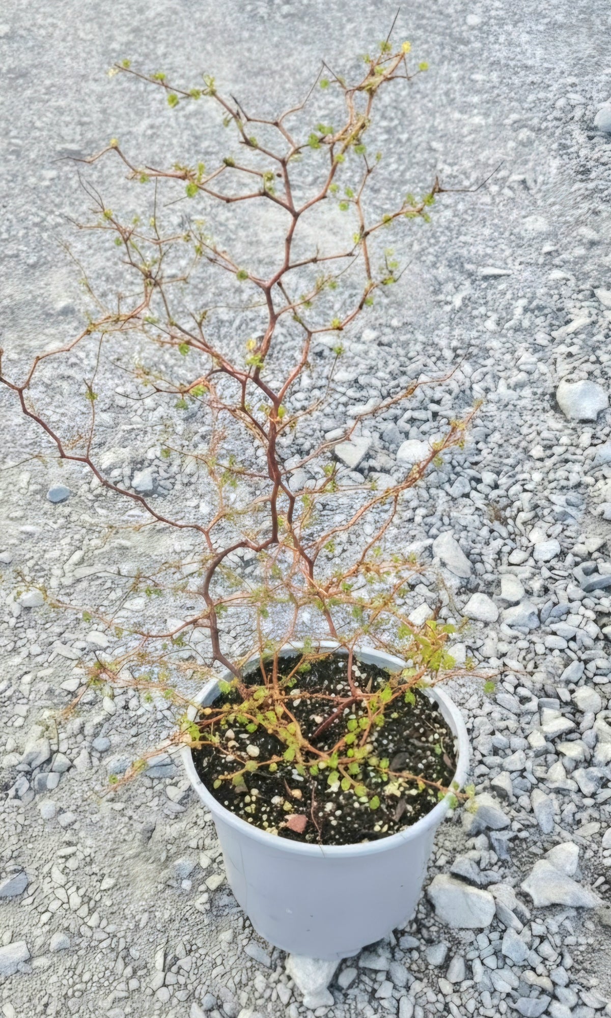 Shrubby Tororaro, Muehlenbeckia astonii