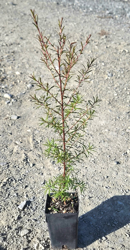 Kunzea linearis, Sand Kānuka